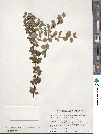 Cotoneaster divaricatus image