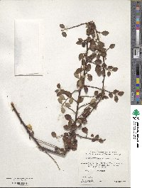 Cotoneaster divaricatus image