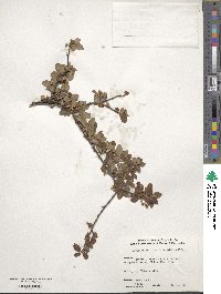 Cotoneaster divaricatus image