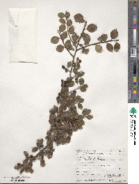 Cotoneaster divaricatus image