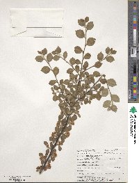 Cotoneaster divaricatus image