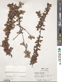 Cotoneaster divaricatus image