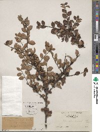 Cotoneaster divaricatus image