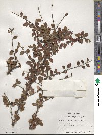 Cotoneaster divaricatus image