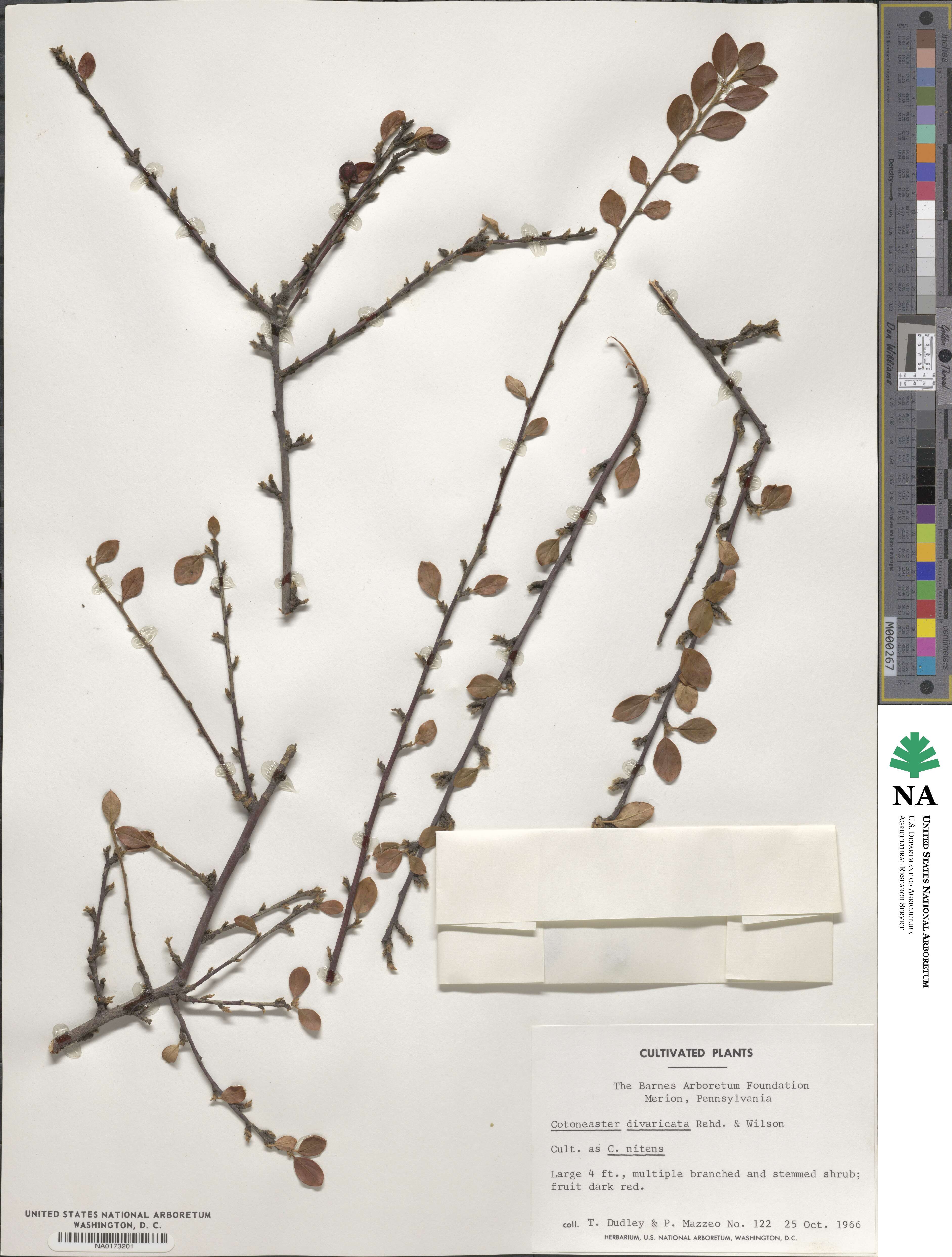 Cotoneaster divaricatus image