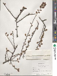 Cotoneaster divaricatus image