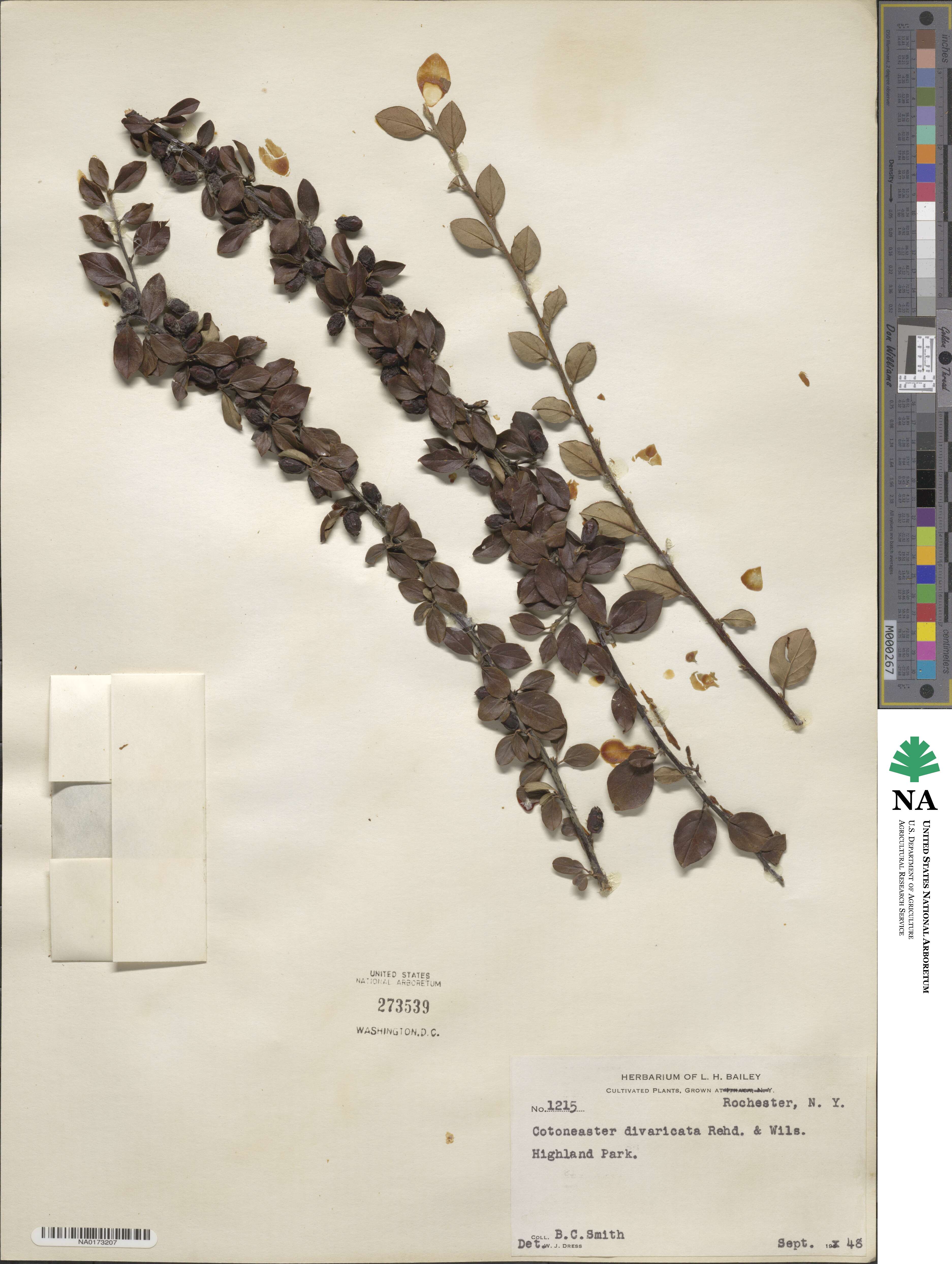 Cotoneaster divaricatus image
