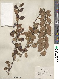 Cotoneaster moupinensis image