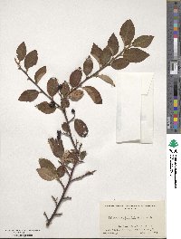 Cotoneaster moupinensis image