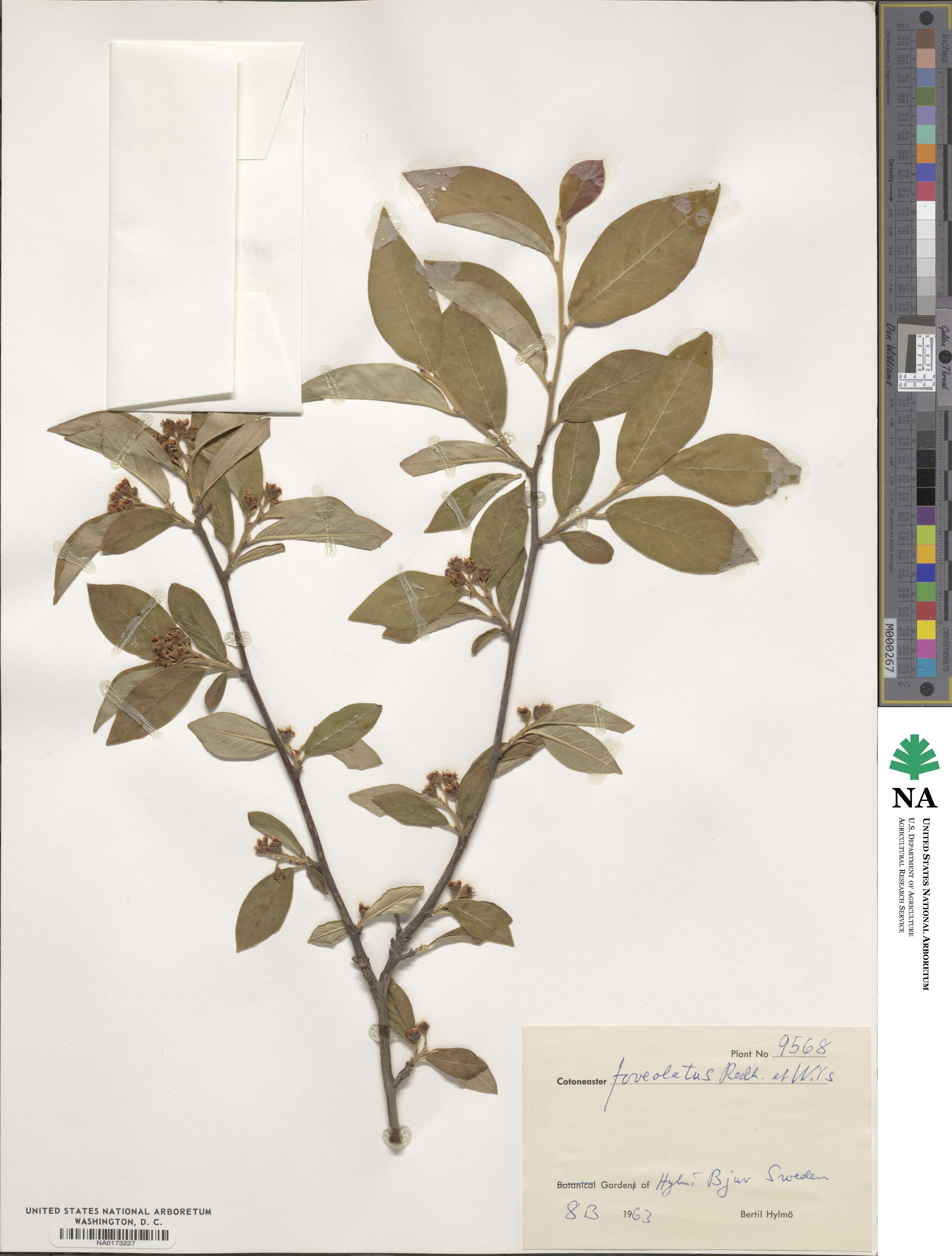 Cotoneaster moupinensis image