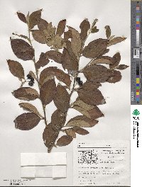 Cotoneaster moupinensis image