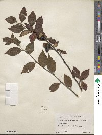 Cotoneaster moupinensis image