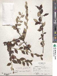 Cotoneaster franchetii image