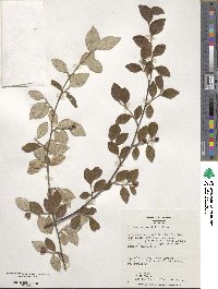 Cotoneaster franchetii image