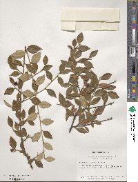 Cotoneaster franchetii image