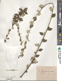 Cotoneaster franchetii image