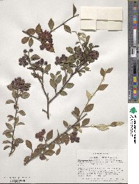 Cotoneaster franchetii image