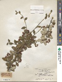 Cotoneaster franchetii image