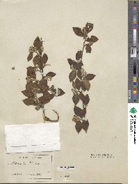 Cotoneaster franchetii image