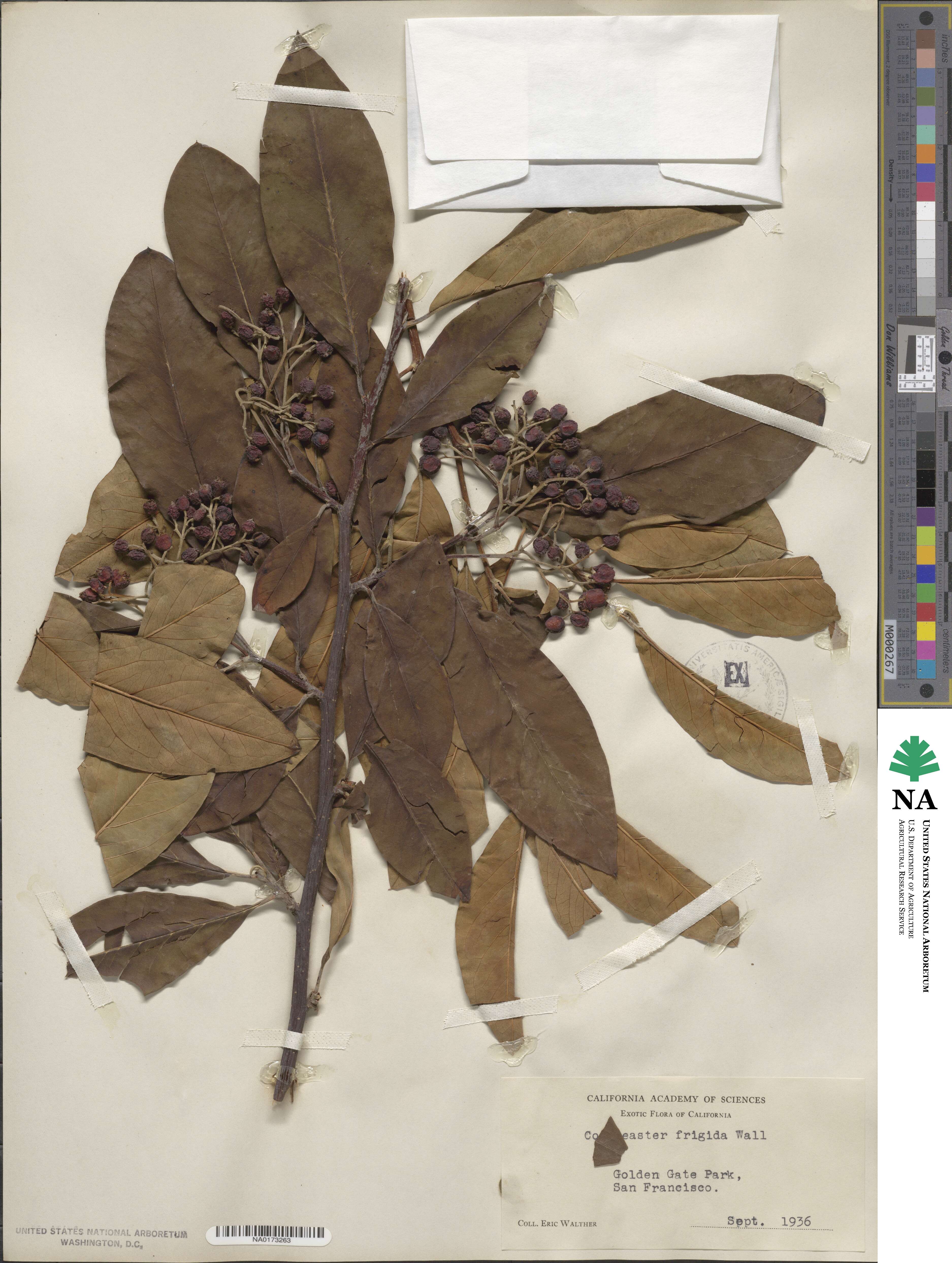 Cotoneaster frigidus image