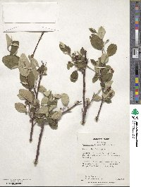 Cotoneaster frigidus image