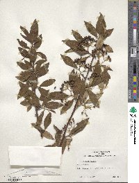 Cotoneaster frigidus image