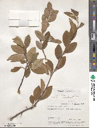 Cotoneaster frigidus image