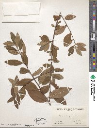 Cotoneaster frigidus image