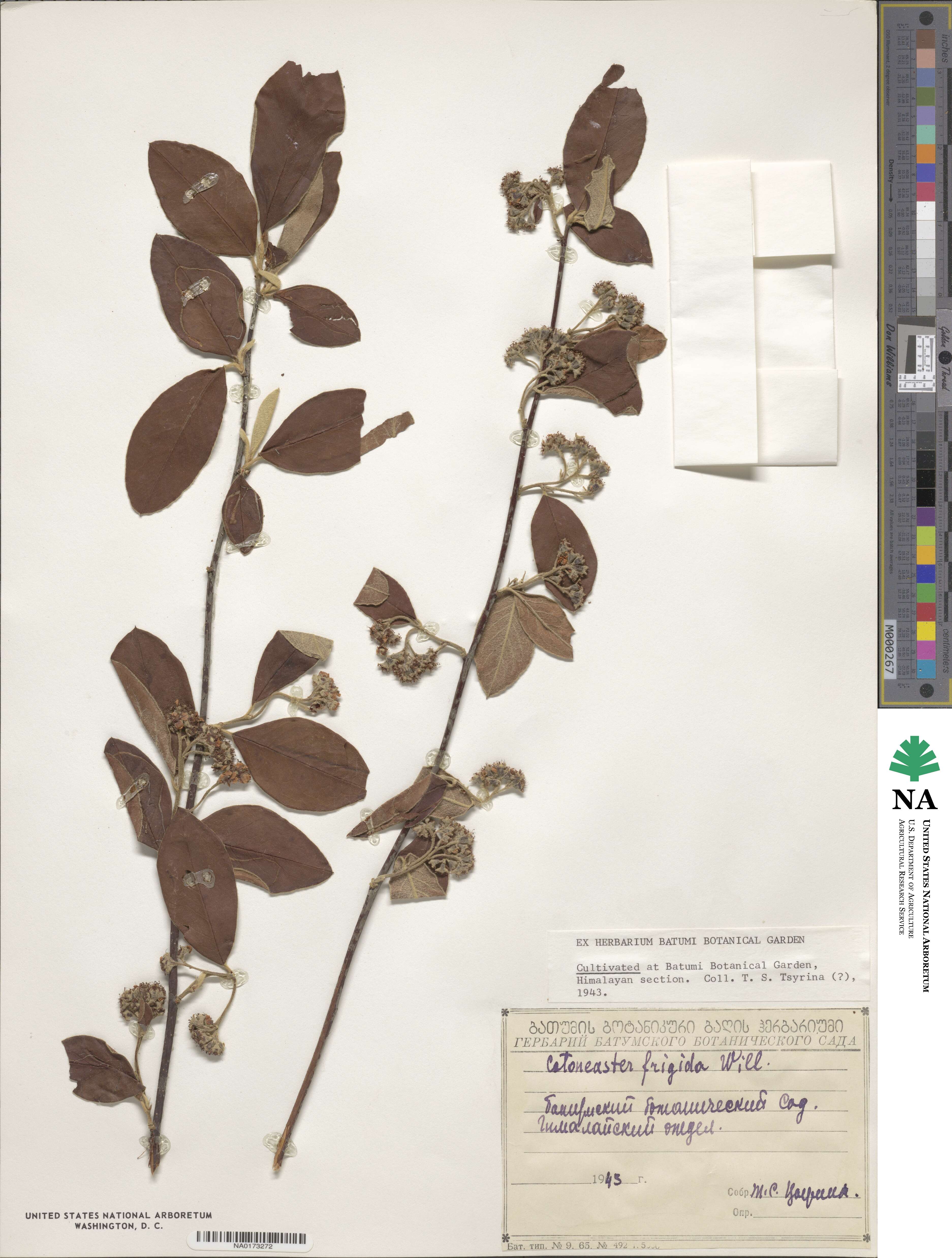 Cotoneaster frigidus image