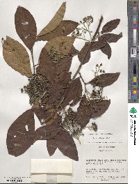 Cotoneaster frigidus image