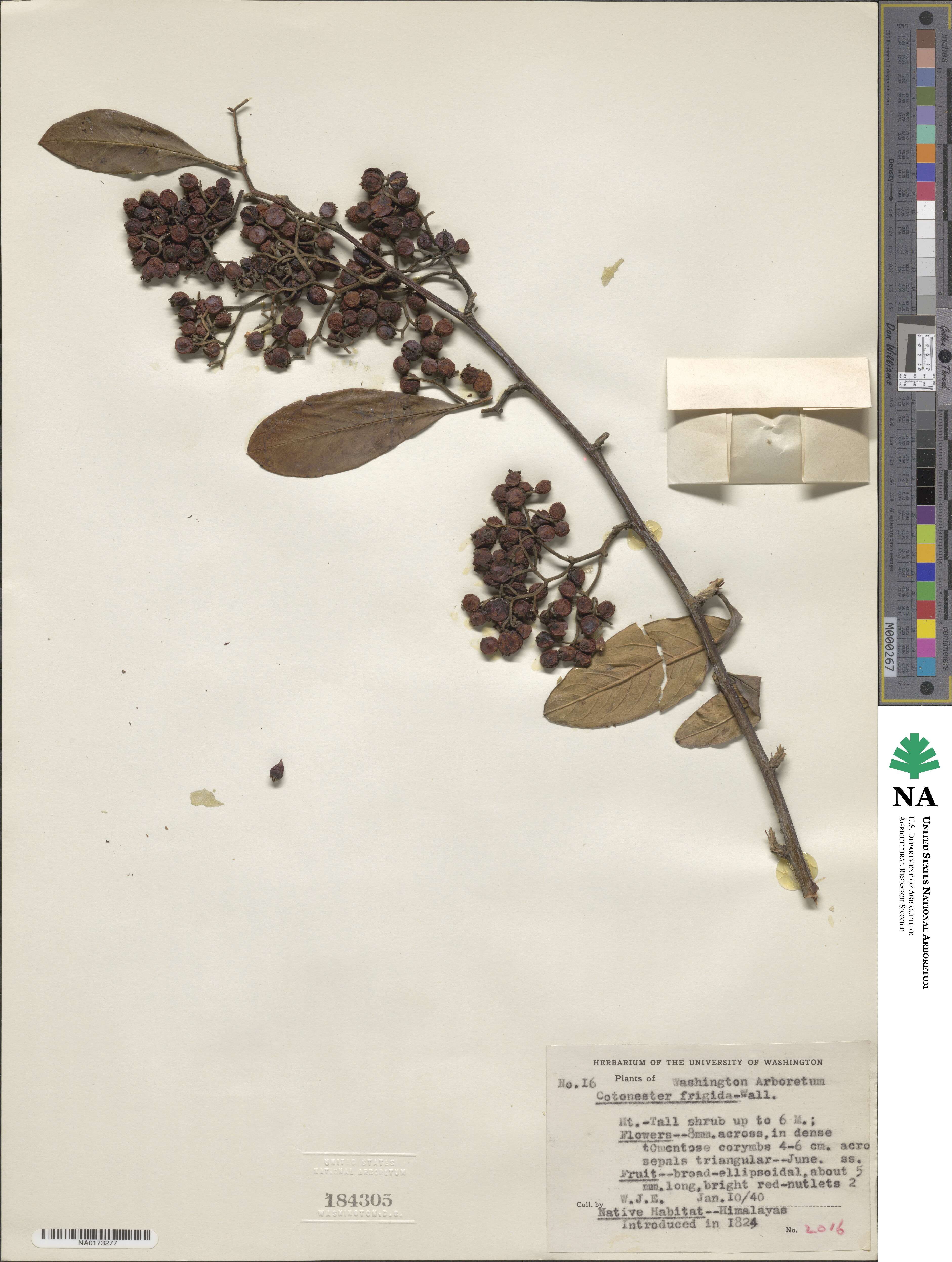 Cotoneaster frigidus image