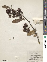 Cotoneaster frigidus image