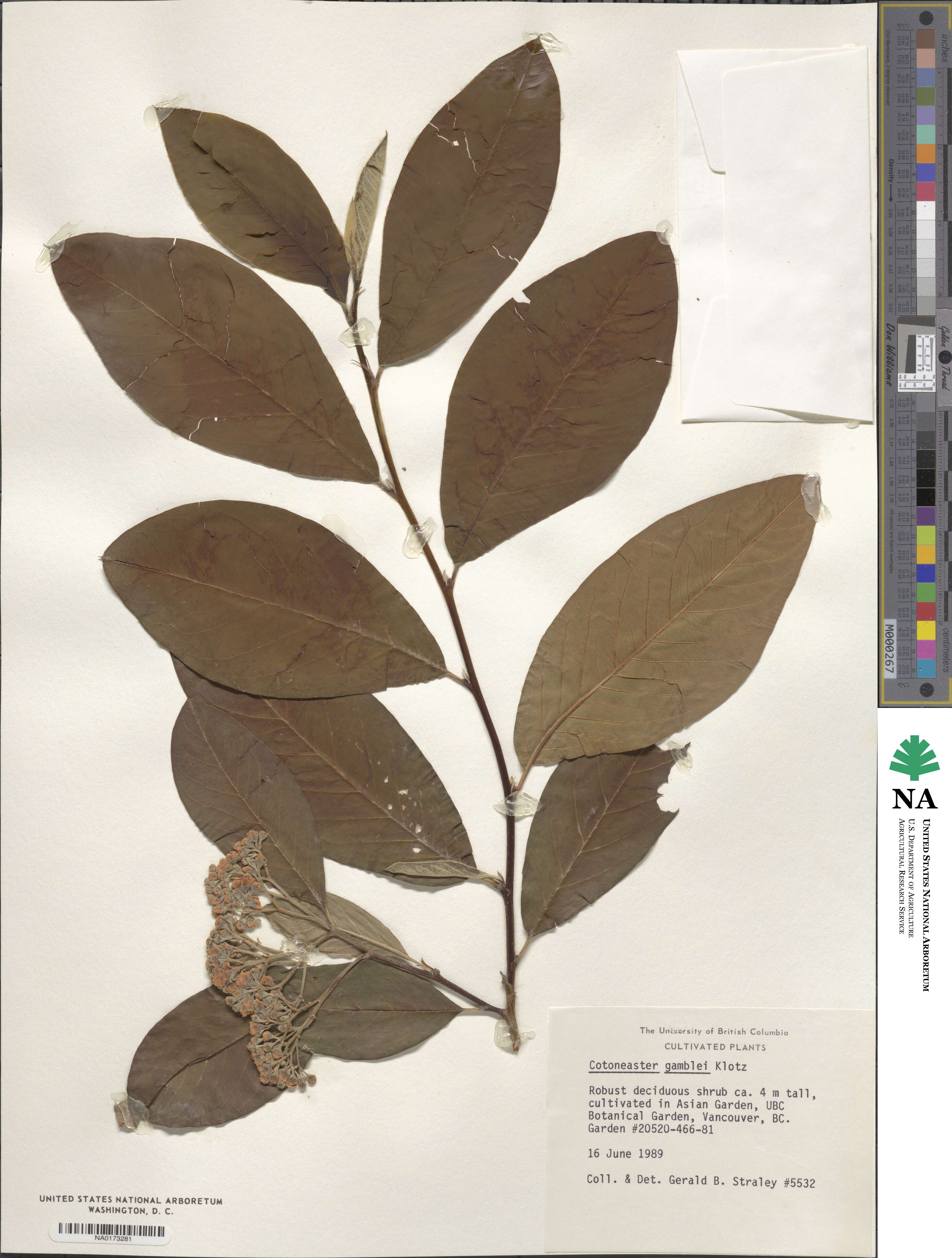 Cotoneaster gamblei image