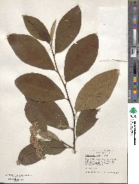 Image of Cotoneaster gamblei