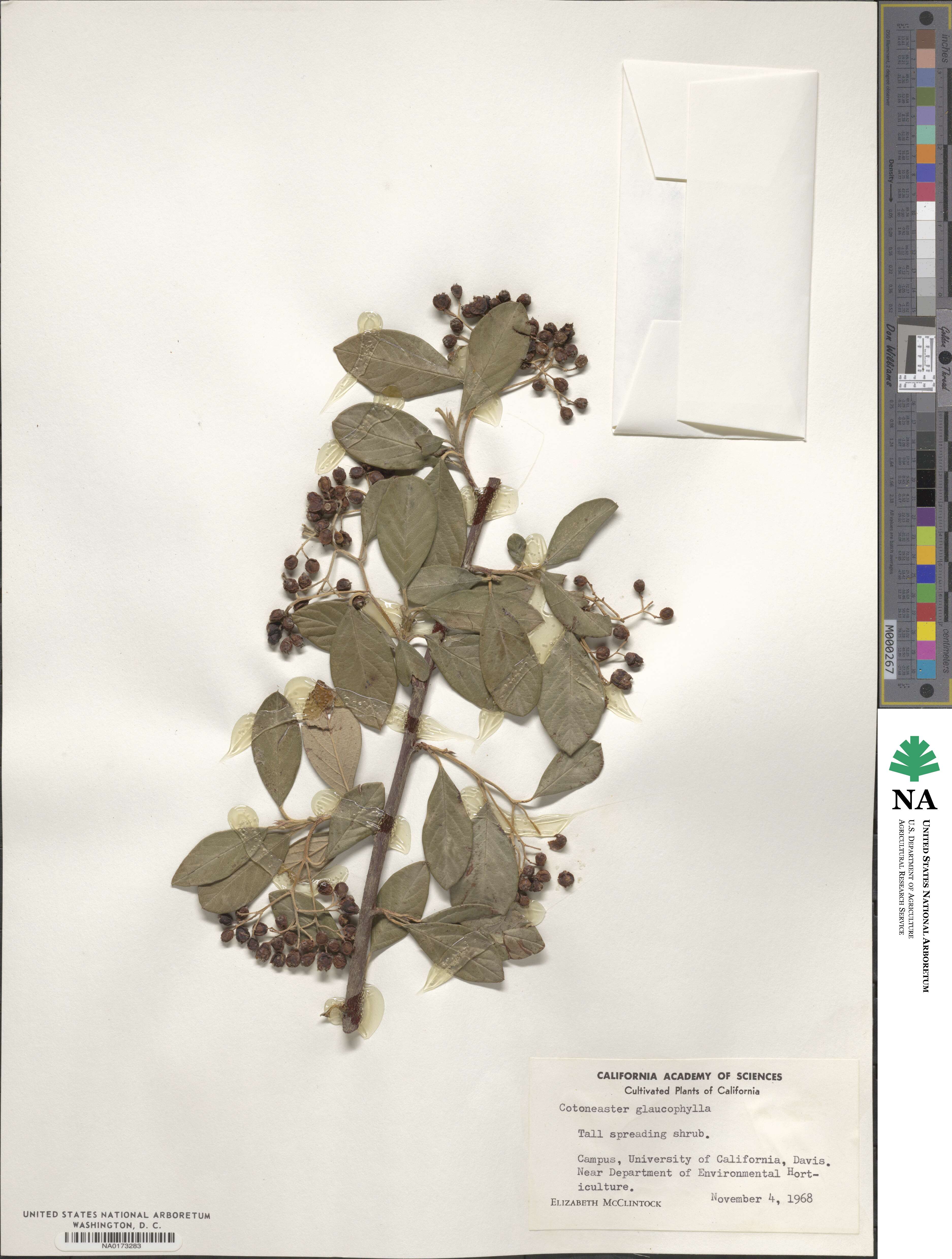 Cotoneaster glaucophyllus image