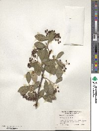 Cotoneaster glaucophyllus image