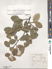 Cotoneaster glaucophyllus image