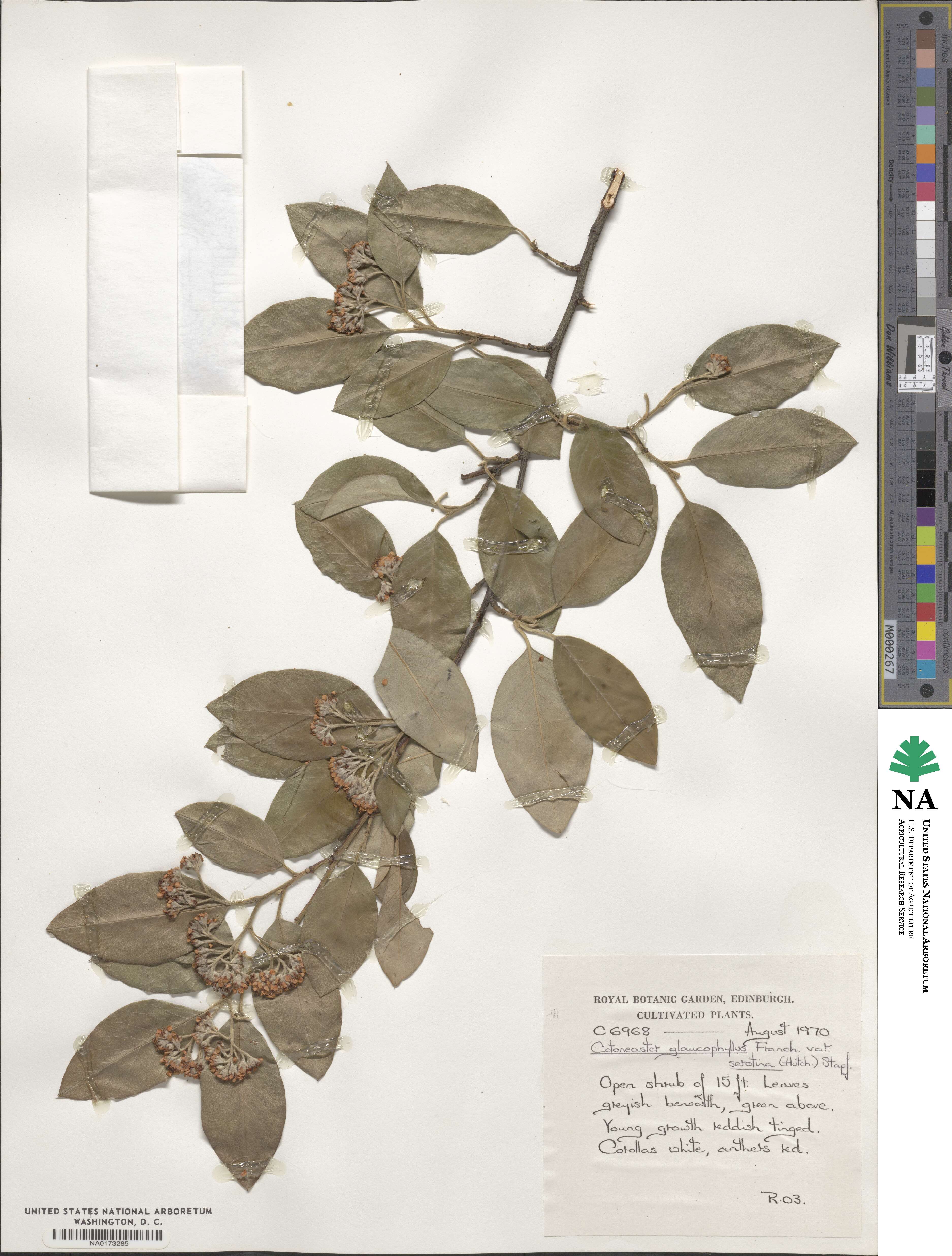 Cotoneaster glaucophyllus image