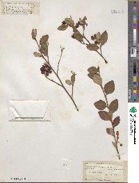 Cotoneaster glaucophyllus image