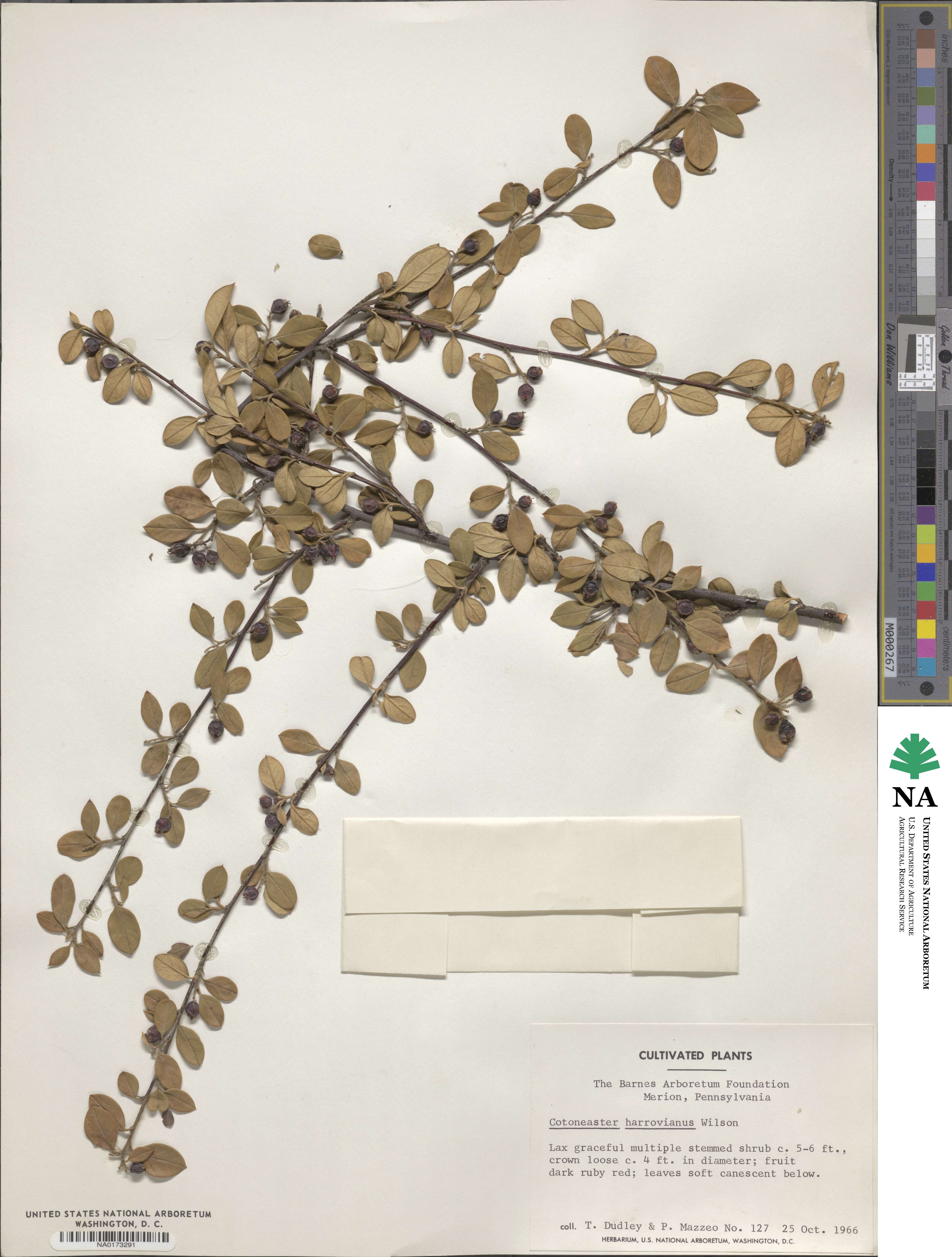 Cotoneaster harrovianus image