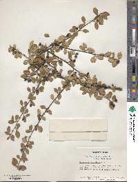 Image of Cotoneaster harrovianus