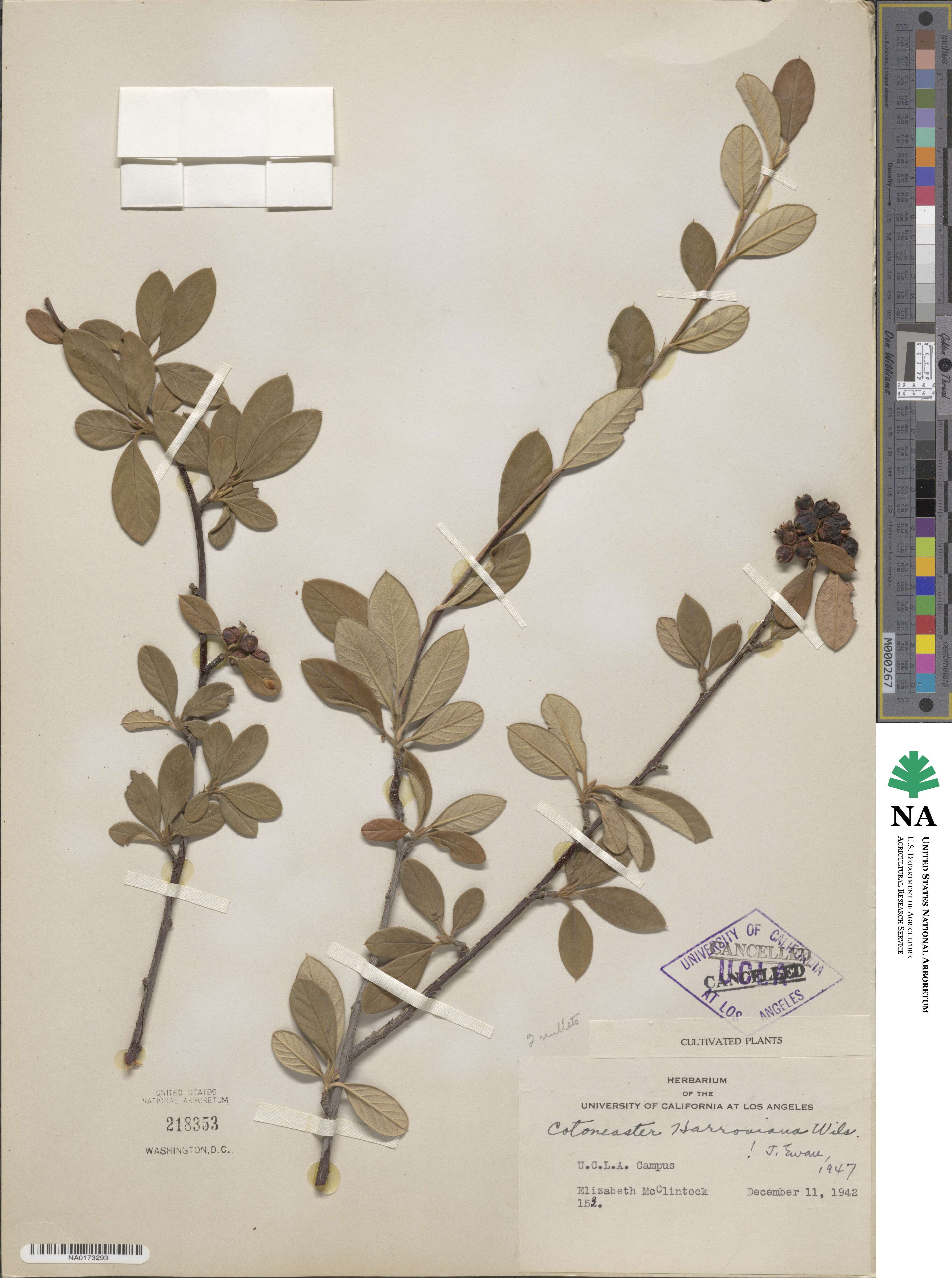 Cotoneaster harrovianus image