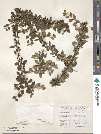 Cotoneaster nitens image