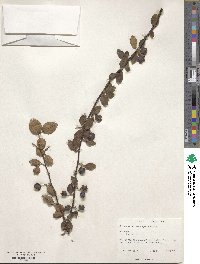 Cotoneaster hebephyllus image