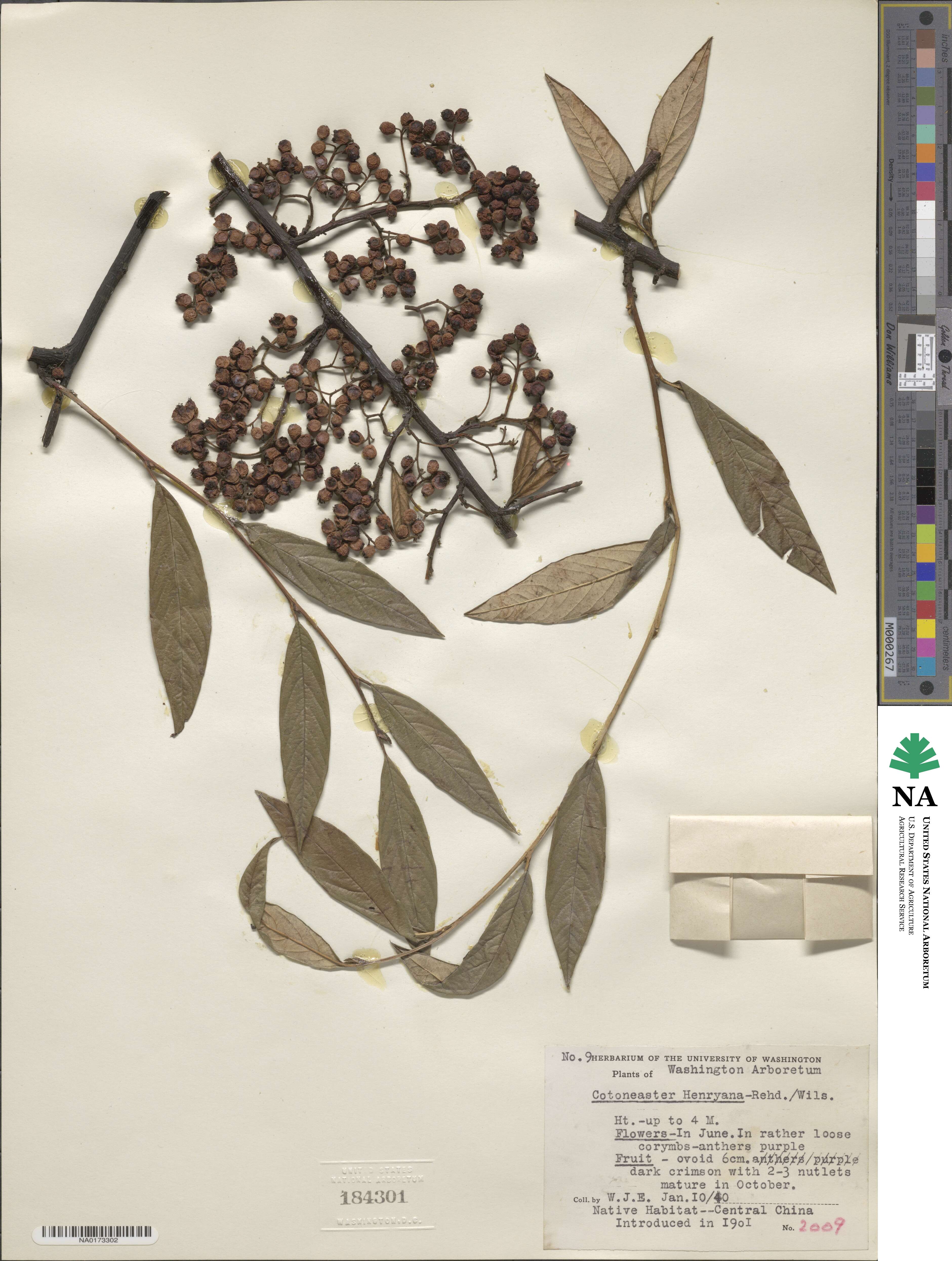 Cotoneaster salicifolius image