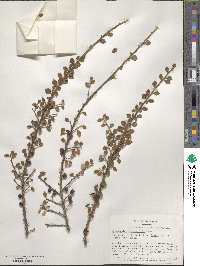 Cotoneaster horizontalis image