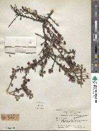 Cotoneaster horizontalis image