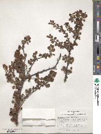 Cotoneaster horizontalis image