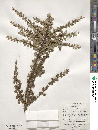 Cotoneaster horizontalis image