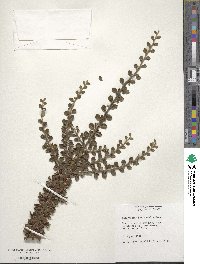 Cotoneaster horizontalis image